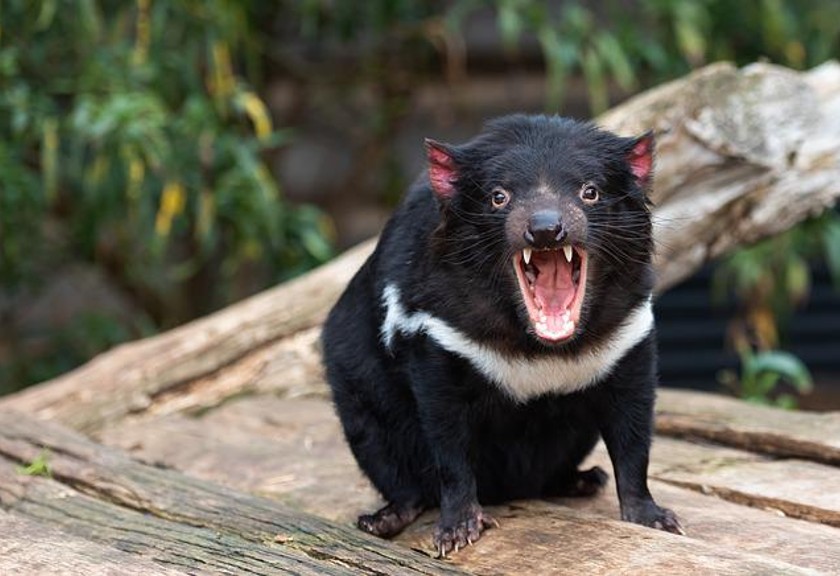 Ilustrasi Tasmania Devil (Pixabay)