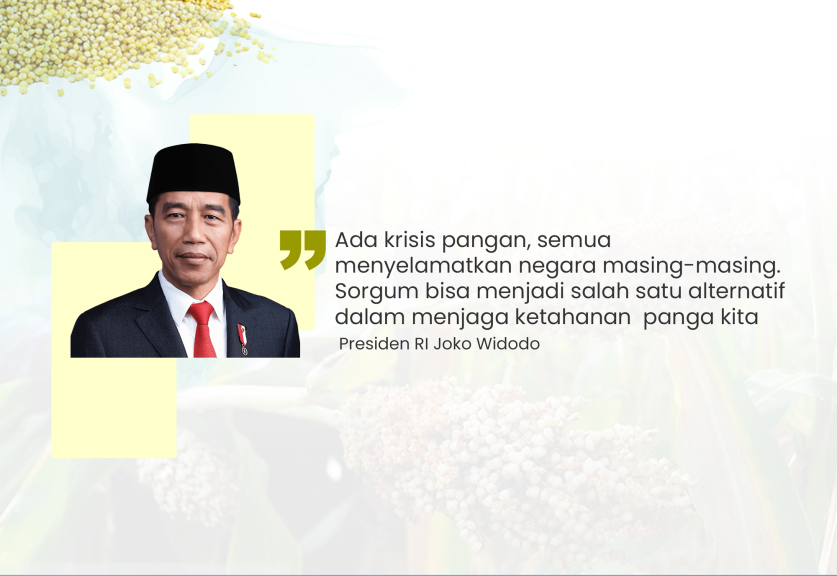 Pernyataan Presiden Joko Widodo Soal Sorgum (Sariagri/Faisal)