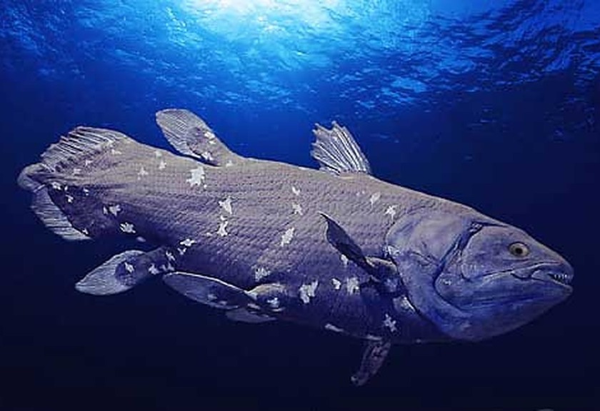 Ilustrasi  Coelacanth, Ikan Purba di Manado (Istimewa)