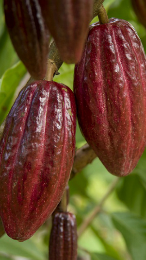 Ilustrasi tanaman kakao (Pixabay)