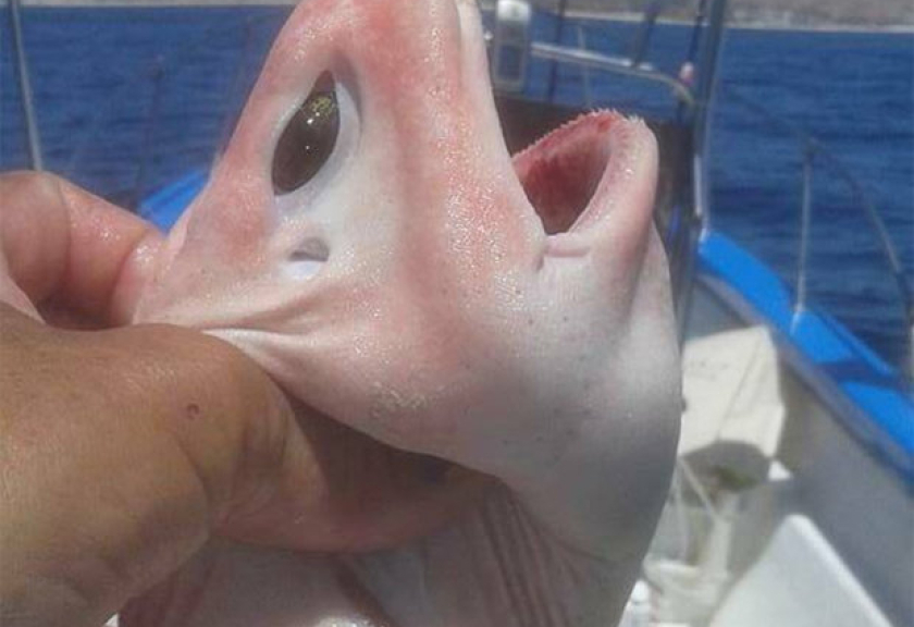 Dari foto-foto yang diunggah, Sekilas hewan ini memiliki bentuk seperti hiu, yang membedakannya adalah bagian perut yang besar dan membuncit, dengan mata berwarna hijau seperti alien, dan sekujur tubuhnya berwarna pink.

(Foto : dailystars.co.uk)