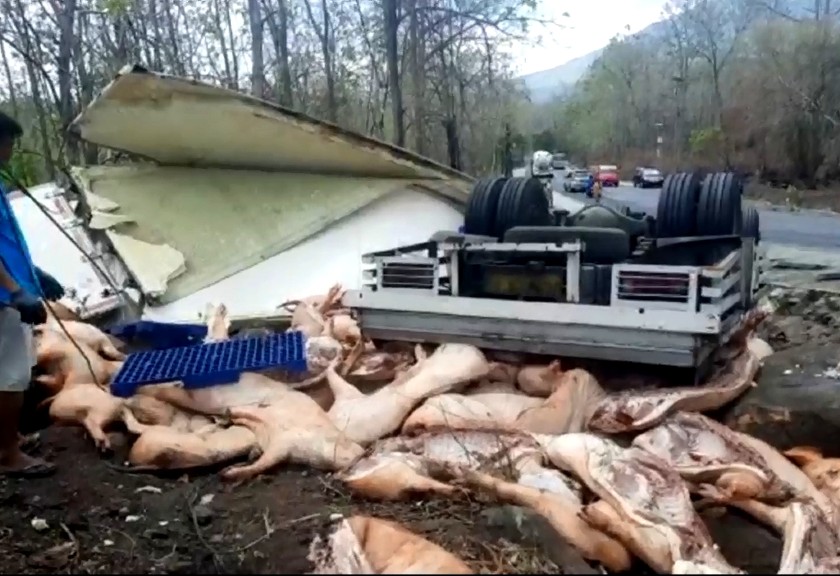 Truk pengangkut daging babi alami kecelakaan. (Sariagri/Arief L)