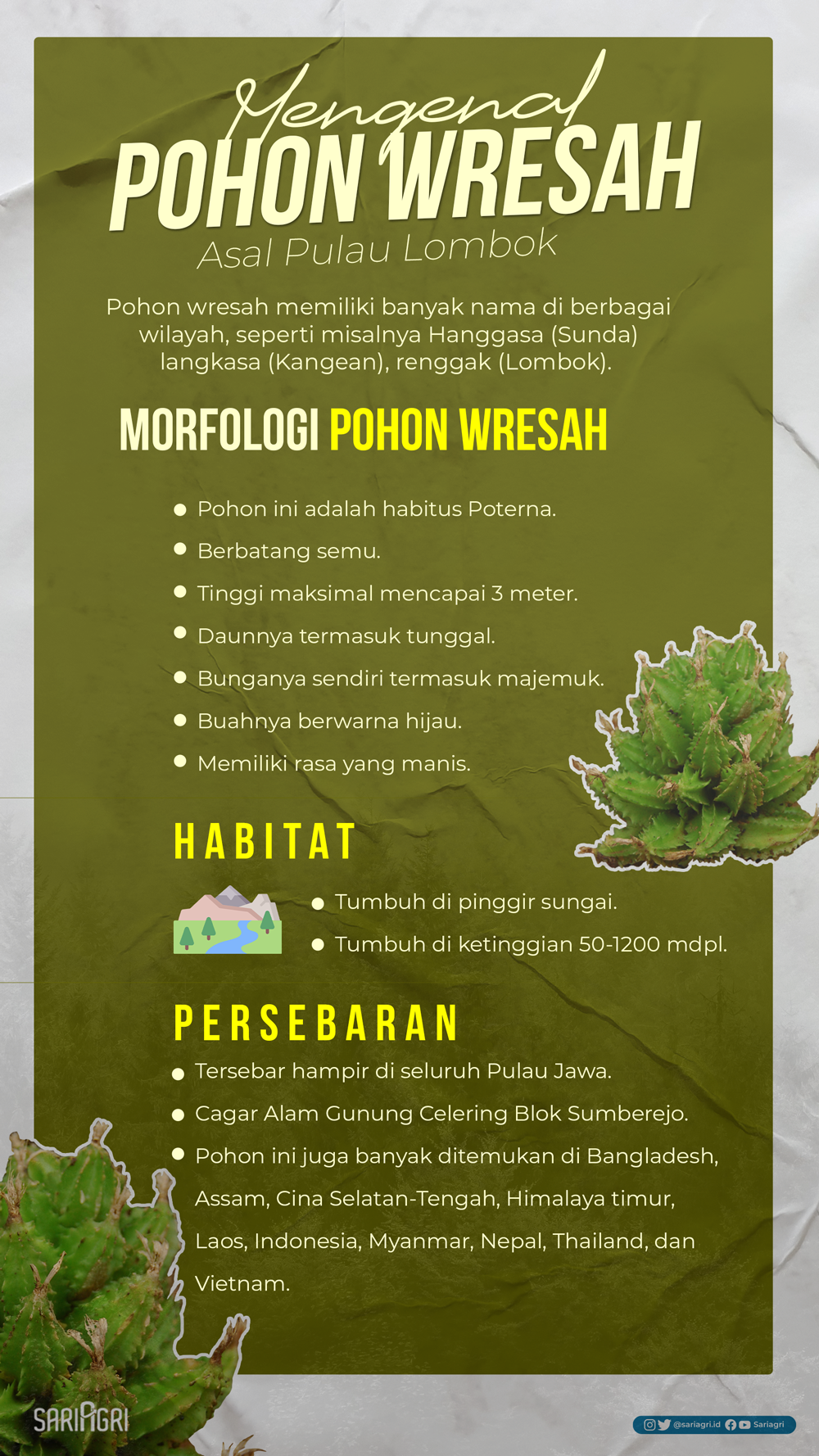 Mengenal Pohon Wresah Asal Pulau Lombok. (Sariagri/Faisal)