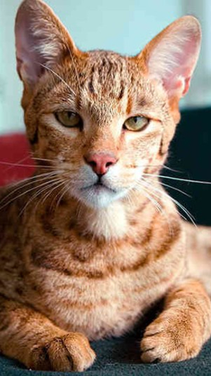 Ilustrasi kucing ashera (Wikimedia Commons)