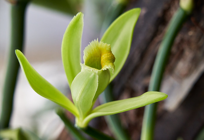 Ilustrasi tanaman vanili (Flickr)