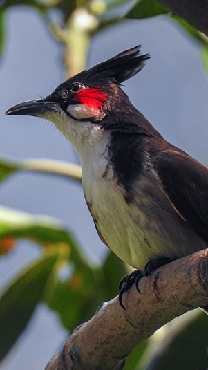 Ilustrasi burung kutilang (Wikimedia Commons)
