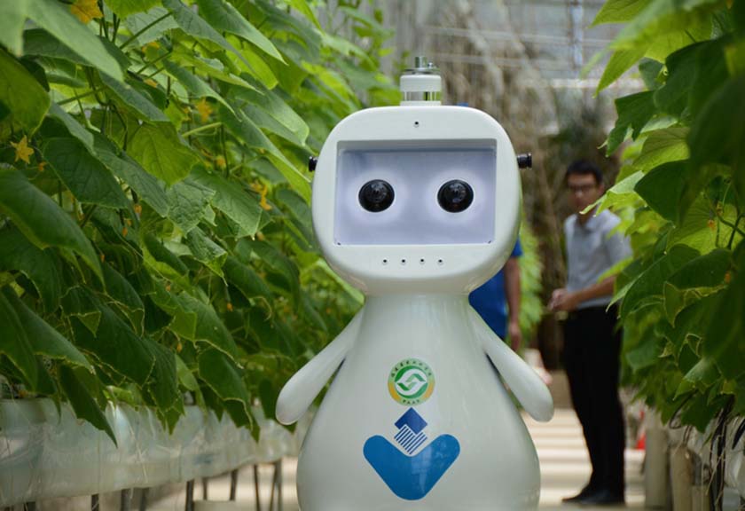 Ilustrasi robot pertanian dengan kecerdasan buatan Akademi Ilmu Pertanian Fujian. (Xinhua/www.gov.cn)
