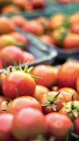 Ilustrasi tomat. (pixabay)