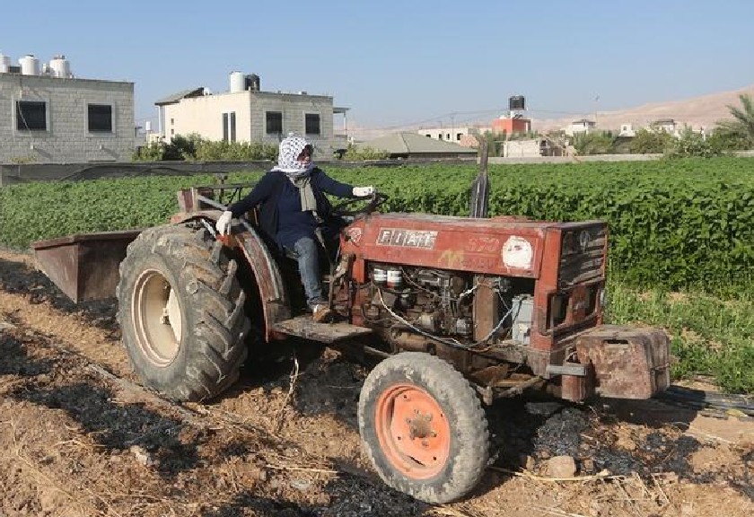 Petani perempuan asal Palestina bernama Etihad Ayyad mengemudikan traktor. (Xinhua/Mamoun Wazwaz)