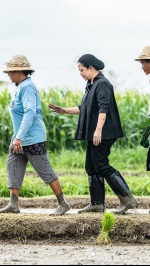 Ketua DPR RI, Puan Maharani tengah menanam padi di Bali (Instagram)