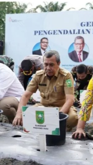 Gubernur Riau Syamsuar menanam dan panen cabai di Kabupaten Kampar, Riau, beberapa waktu lalu. 