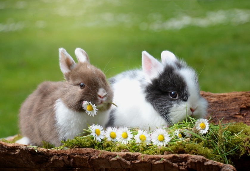 Ilustrasi kelinci. (pixabay)
