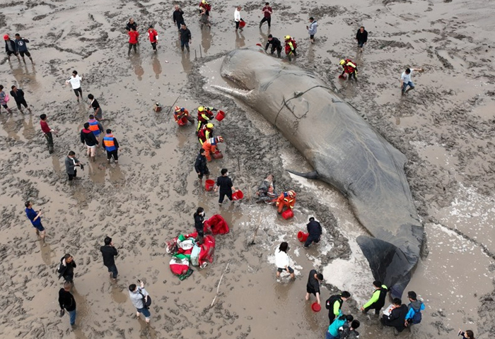 Aksi penyelamatan itu dipimpin oleh Wang Liangliang. Para penyelamat memutuskan bahwa, bagaimanapun juga, mereka harus melakukan segala upaya untuk menyelamatkan nyawa paus itu.

(Photo: Xinhua)