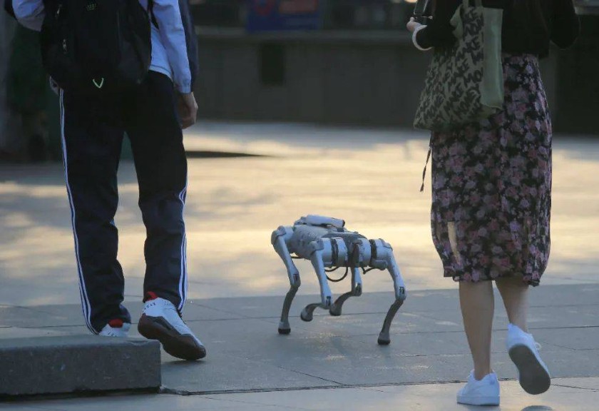Robot Anjing di Cina (Oddity Central)