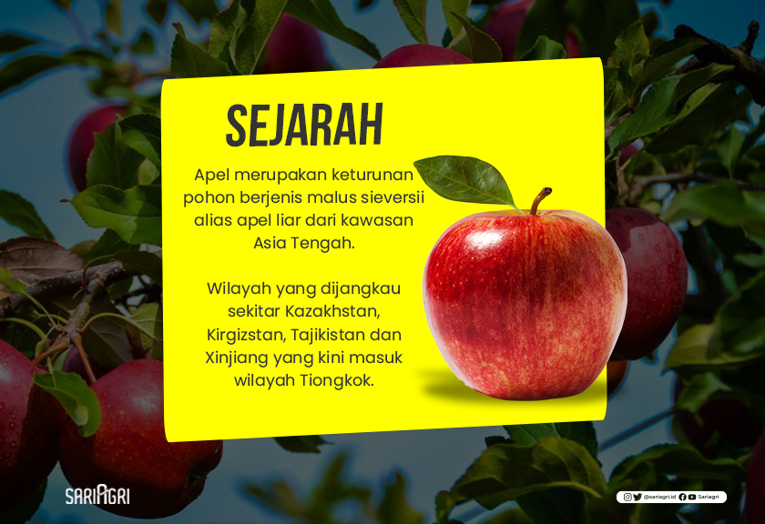 Malang akrab dengan sebutan Kota Apel. Menariknya, apel bukan buah asli kota di Jawa Timur itu bahkan Indonesia. (Sariagri/Faisal)
