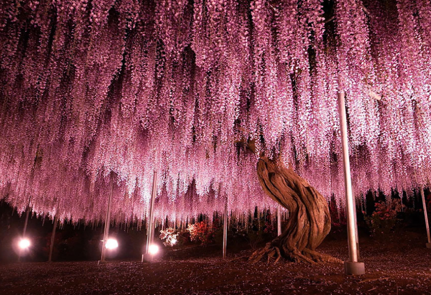 Sosok pohon wisteria atau fuji berusia lebih dari seabad yang berada di Ashikaga Flower Park, Jepang.

(Boredpanda)