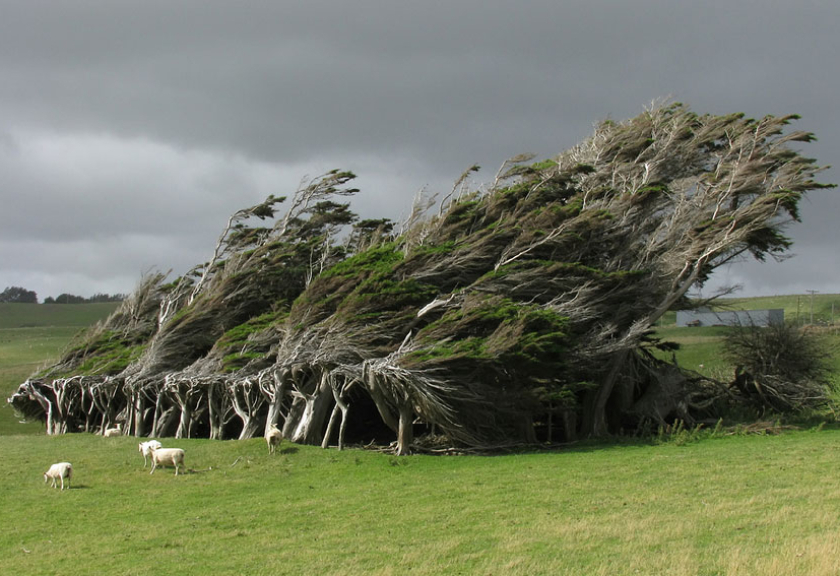 Pepohonan condong di Selandia Baru. Pepohonan ini bukan dipotret saat dihempas angin kencang. Pohon-pohon tersebut memang senantiasa condong ke satu arah, seolah-olah ditiup angin.

(Boredpanda)