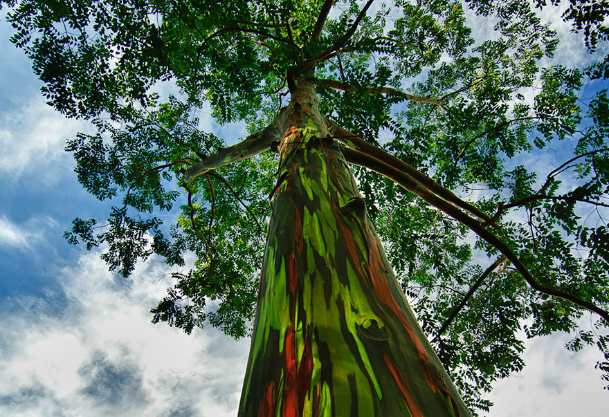 Eucalyptus deglupta atau eukaliptus pelangi adalah spesies pohon dengan batang unik, berwarna-warni layaknya pelangi.

(Boredpanda)