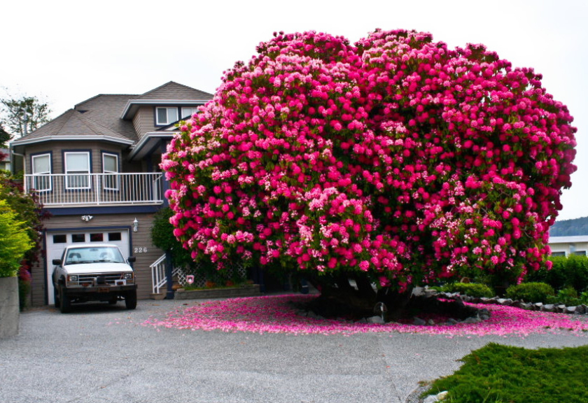Rhododendron 125 tahun di Kanada. Semakin tua usia rhododendron, semakin tebal pula batangnya.

(Boredpanda)
