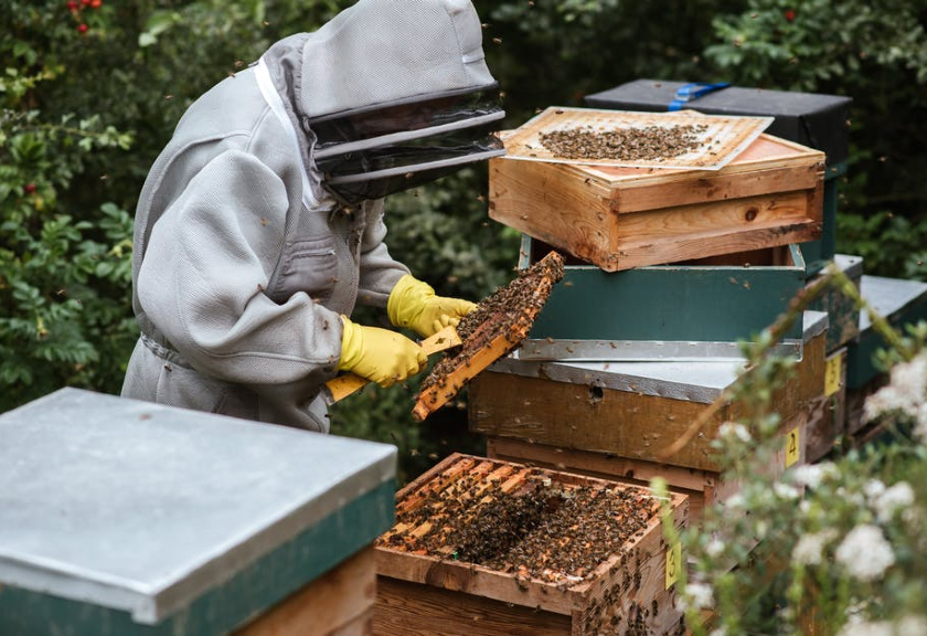 Ilustrasi peternakan lebah madu. (pexels)  