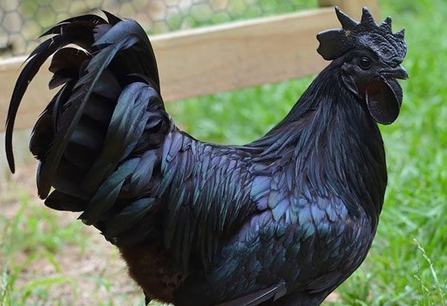 Ayam Cemani hitam. Foto: Boredpanda