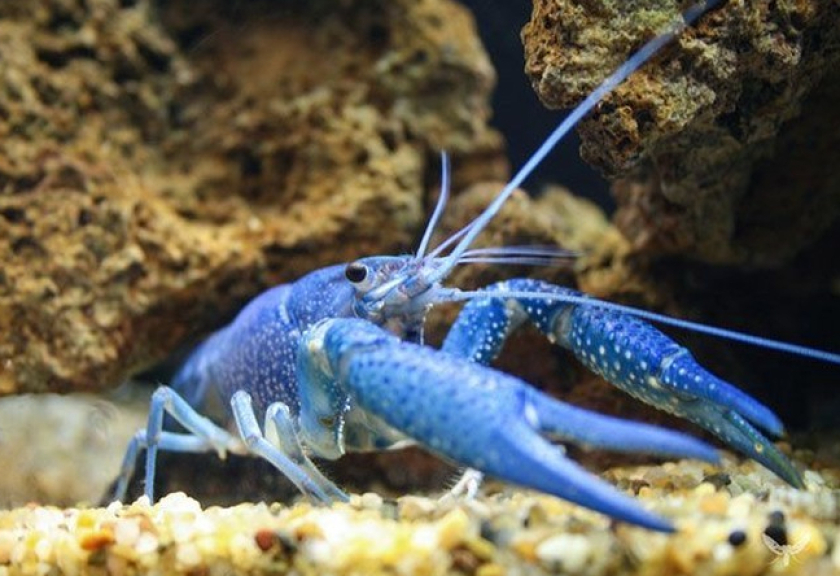 Lobster biru. Foto: Boredpanda 