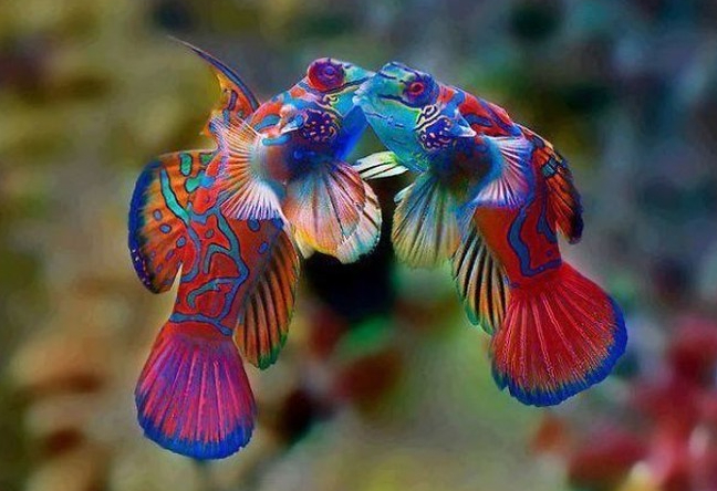 Mandarinfish. Foto: Boredpanda