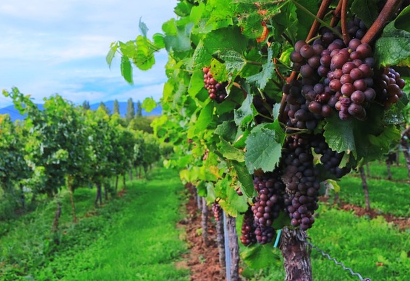 Ilustrasi kebun anggur. (pixabay)