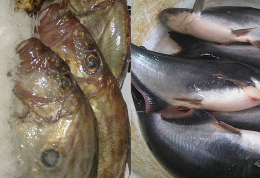 Ilustrasi perbedaan ikan dori dan ikan patin (Istimewa)