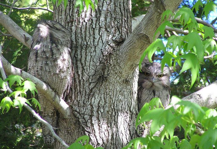 Dua ekor burung hantu tampak menikmati waktu santai di sebuah pohon yang persis sesuai dengan bulu tubuhnya.

(brightside.me)