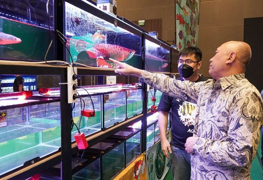Menteri Koperasi dan UKM Teten Masduki melihat ikan hias saat Kalikan Expo 2022 di Jakarta, Jumat (14/10/2022). Antara/HO-Kemenkop UKM
