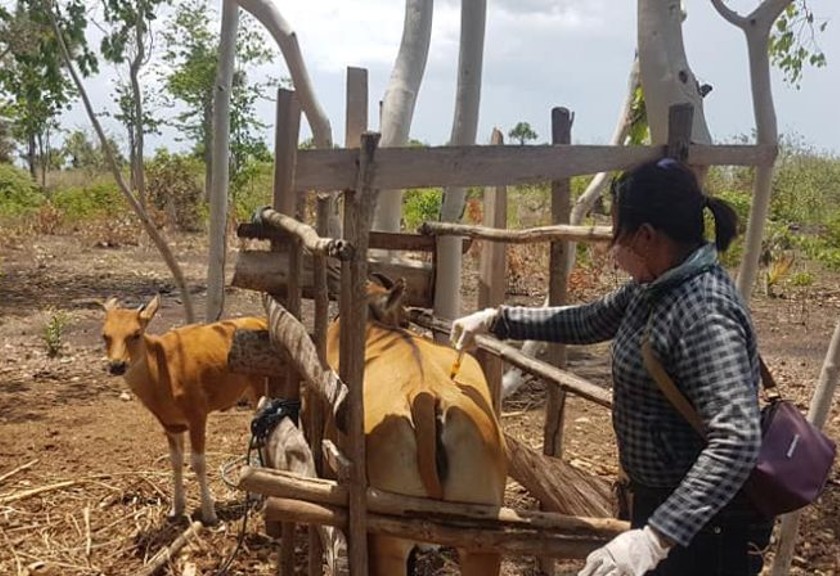 Petugas dari Dinas Peternakan Kabupaten Kupang Provinsi Nusa Tenggara Timur secara rutin memberikan vaksin ternak sapi milik peternak di daerah itu. (Antara/Benny Jahang)