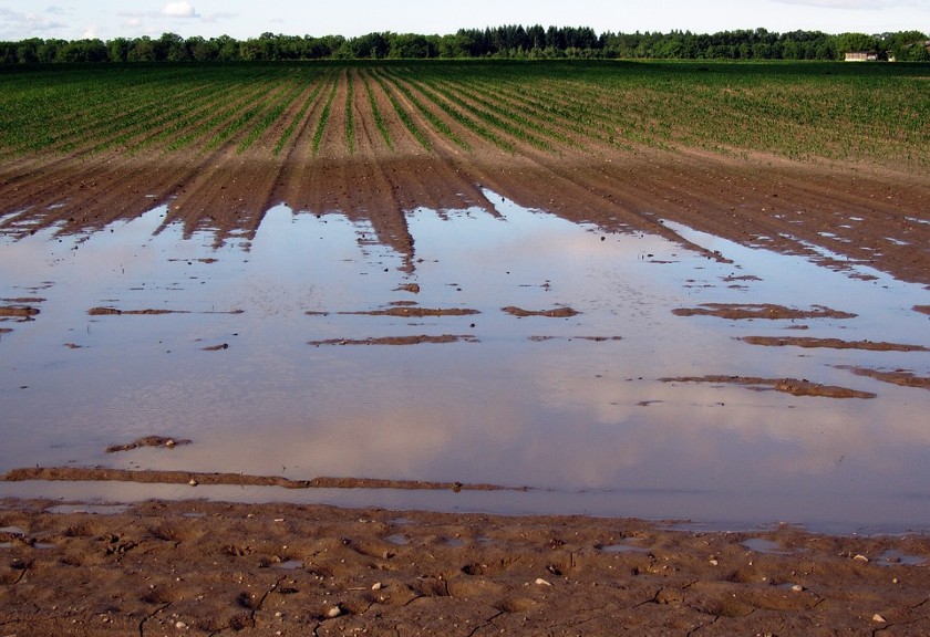 Ilustrasi banjir di lahan pertanian (Pixabay)