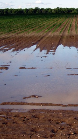 Ilustrasi banjir di lahan pertanian (Pixabay)