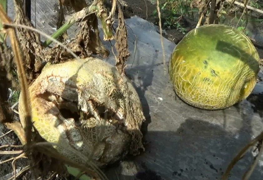 Lahan tanaman melon di Bojonegoro, Jawa Timur terancam gagal panen. (Sariagri/Arief L)
