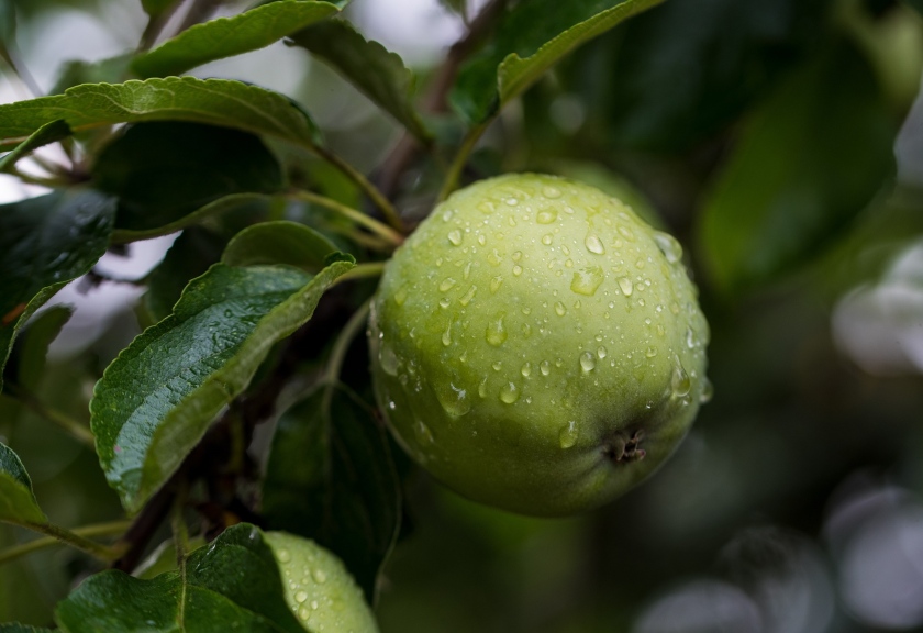 Ilustrasi apel hijau. (pixabay)