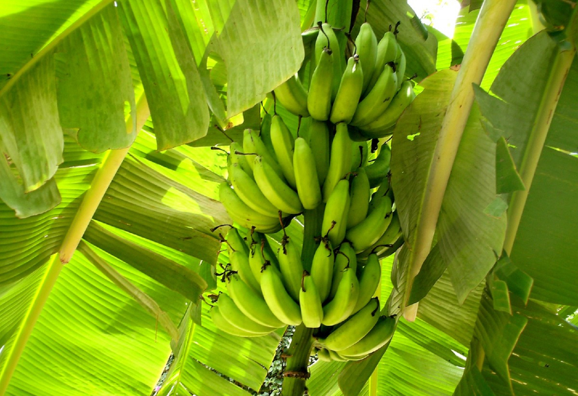 Ilustrasi pohon pisang (Pxhere)