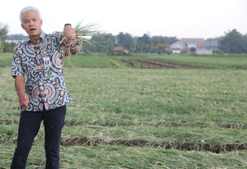 Gubernur Jawa Tengah, Ganjar Pranowo saat mengikuti panen bawang bersama petani Brebes (Jatengprov)