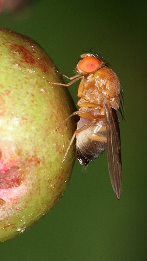 Lalat buah sayap berbintik. (Sariagri/phys.org)