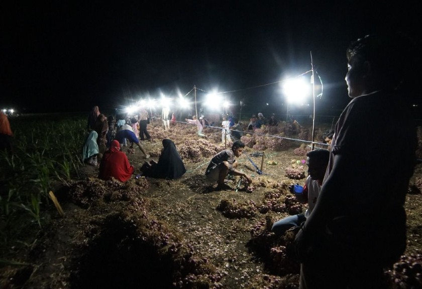 Aktivitas petani bawang merah  di Desa Parangina di Bima, Nusa Tenggara Barat (NTB), di bawah lampu penerangan PT PLN (Persero).