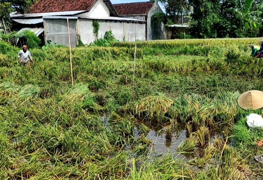 Petani di Lombok mengangkut padinya yang disapu angin dan hujan. (Sariagri/Yongki)