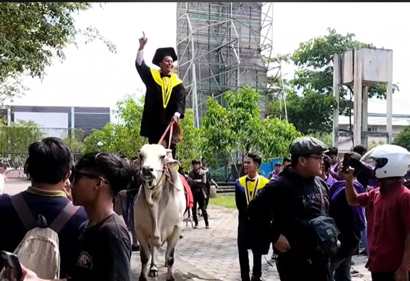 Viral mahasiswa naik sapi saat hadiri momen wisuda (TikTok)
