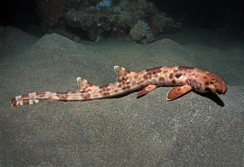 Ilustrasi hiu berjalan atau Hemiscyllium halmahera. (indonesia.go.id/wikimedia commons)