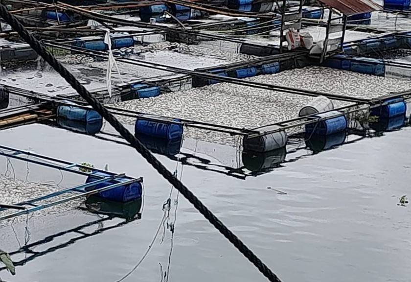 Bangkai ikan mengapung di dalam keramba jaring apung, Jumat (18/11). (Antara/HO-Dok DPKP Agam)