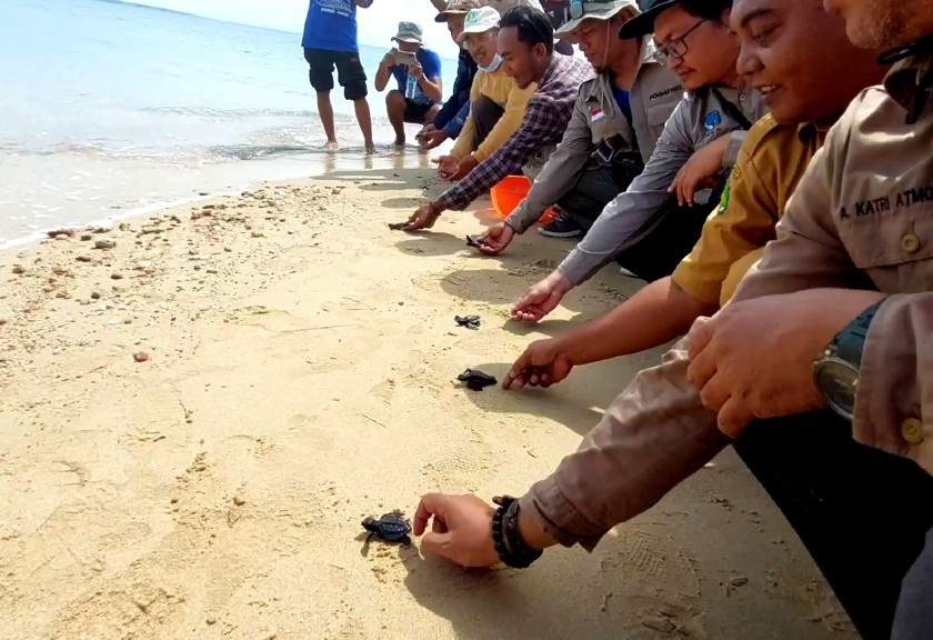 Pokwasmas dan BKSDA Jatim Awasi Telur Penyu di Pantai. (Sariagri/Arief L)
