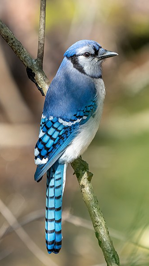 Ilustrasi burung blue jay (Wikimedia Commons)