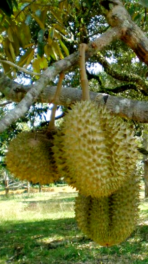 Ilustrasi pohon durian. (Foter)