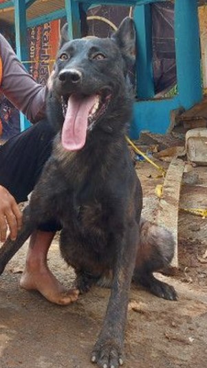 Anjing jenis Walet di Cugenang, Cianjur, Jawa Barat, Senin (28/11/2022). 