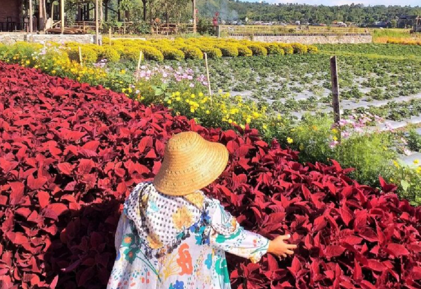 Di tempat ini wisatawan dapat melihat berbagai jenis bunga yang ditanam berwarna indah. Salah satu ikon dari kebun bunga adalah tanaman hias bayam merah.

(Instagram: kedai_sawahsembalun)