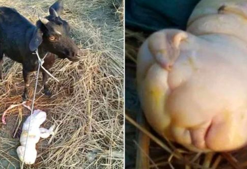 Seorang petani di India, Shankar Das, serasa tak percaya menyaksikan salah satu kambingnya melahirkan anak 'mutan' karena wajahnya mirip dengan bayi manusia.

(Foto: Tahir Ibn Manzoor /SWNS.com)